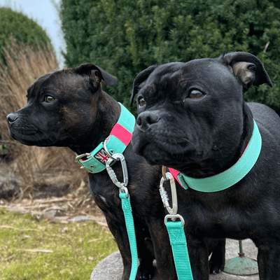 Staffordshire Bull Terrier 1935® Collier Nylon Staffie - Édition Maya & Bonnie - Menthe et Rose Fluo