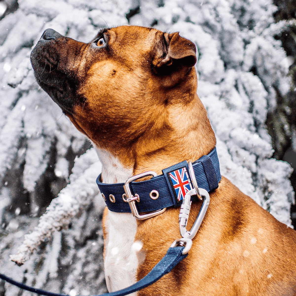 Padded Nylon Collar Staffordshire Bull Terrier 1935®