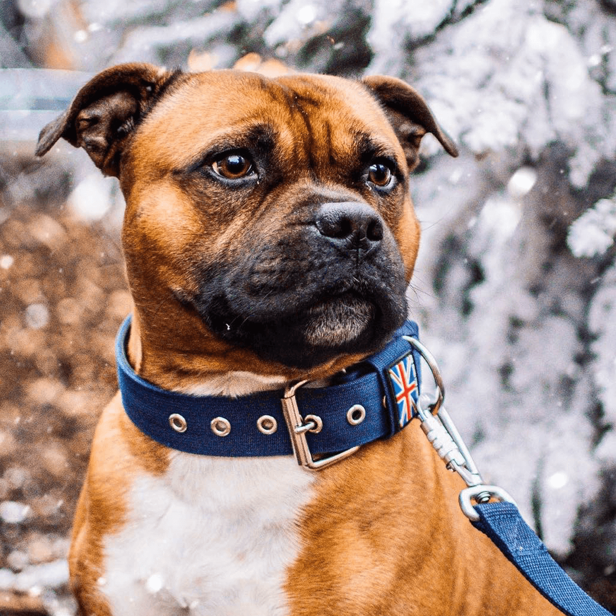 Padded Nylon Collar Staffordshire Bull Terrier 1935®