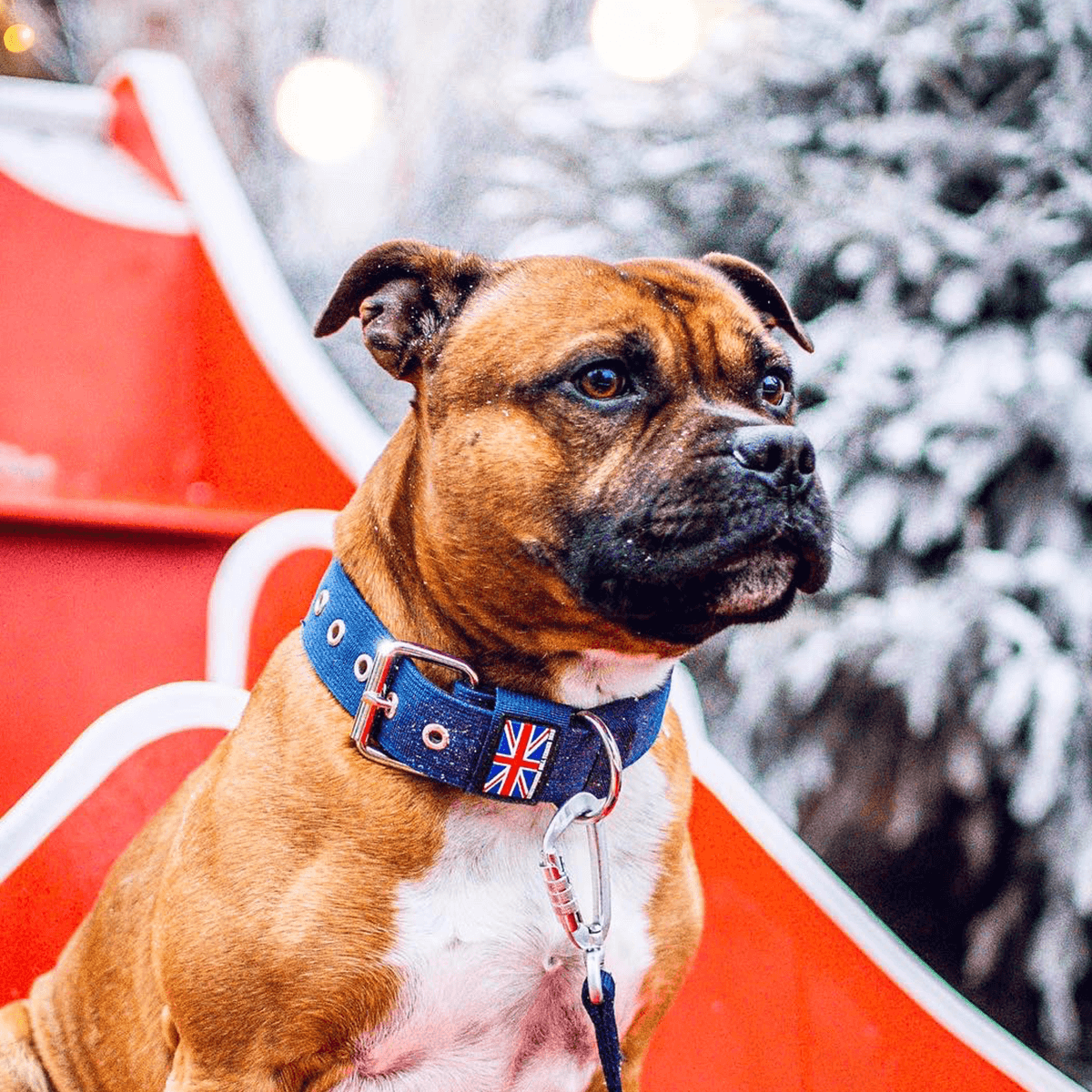 Padded Nylon Collar Staffordshire Bull Terrier 1935®