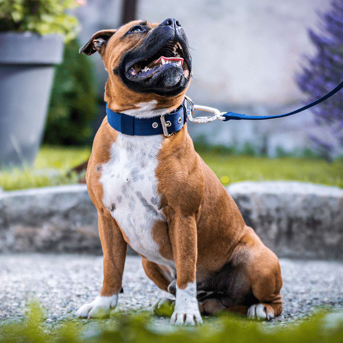 Staffordshire Bull Terrier 1935® Nylon Leash - Navy Blue - Carabiner