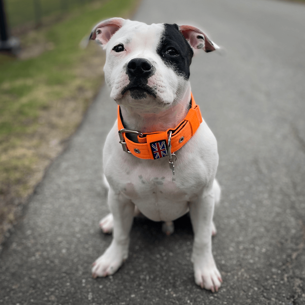 Padded Nylon Collar Staffordshire Bull Terrier®