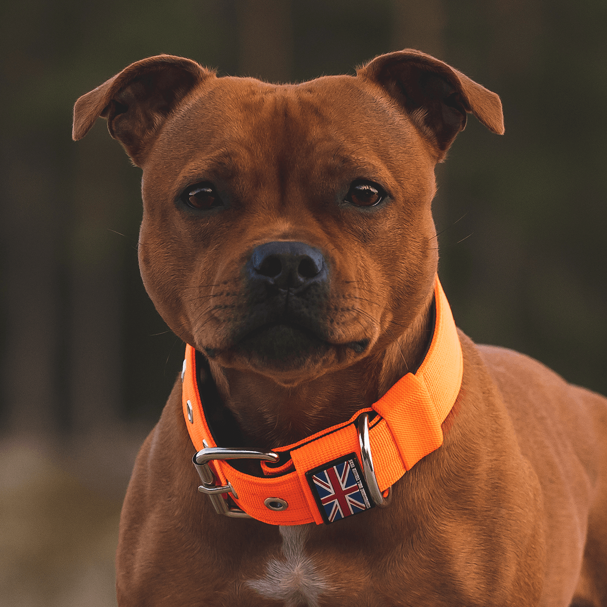 Padded Nylon Collar Staffordshire Bull Terrier®