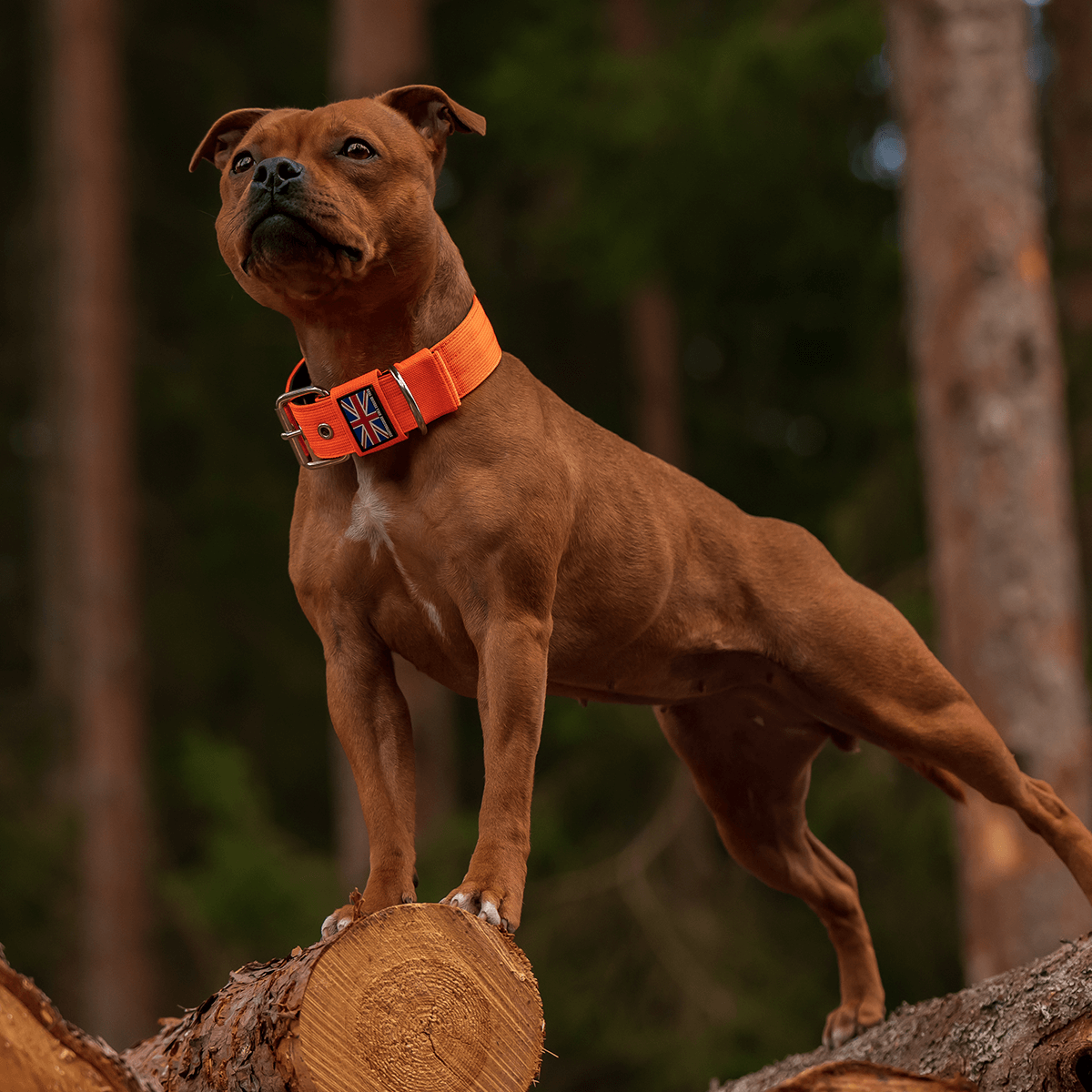 Padded Nylon Collar Staffordshire Bull Terrier®