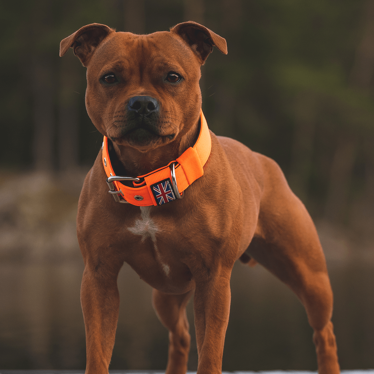 Padded Nylon Collar Staffordshire Bull Terrier®