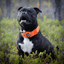 Padded Nylon Collar Staffordshire Bull Terrier®