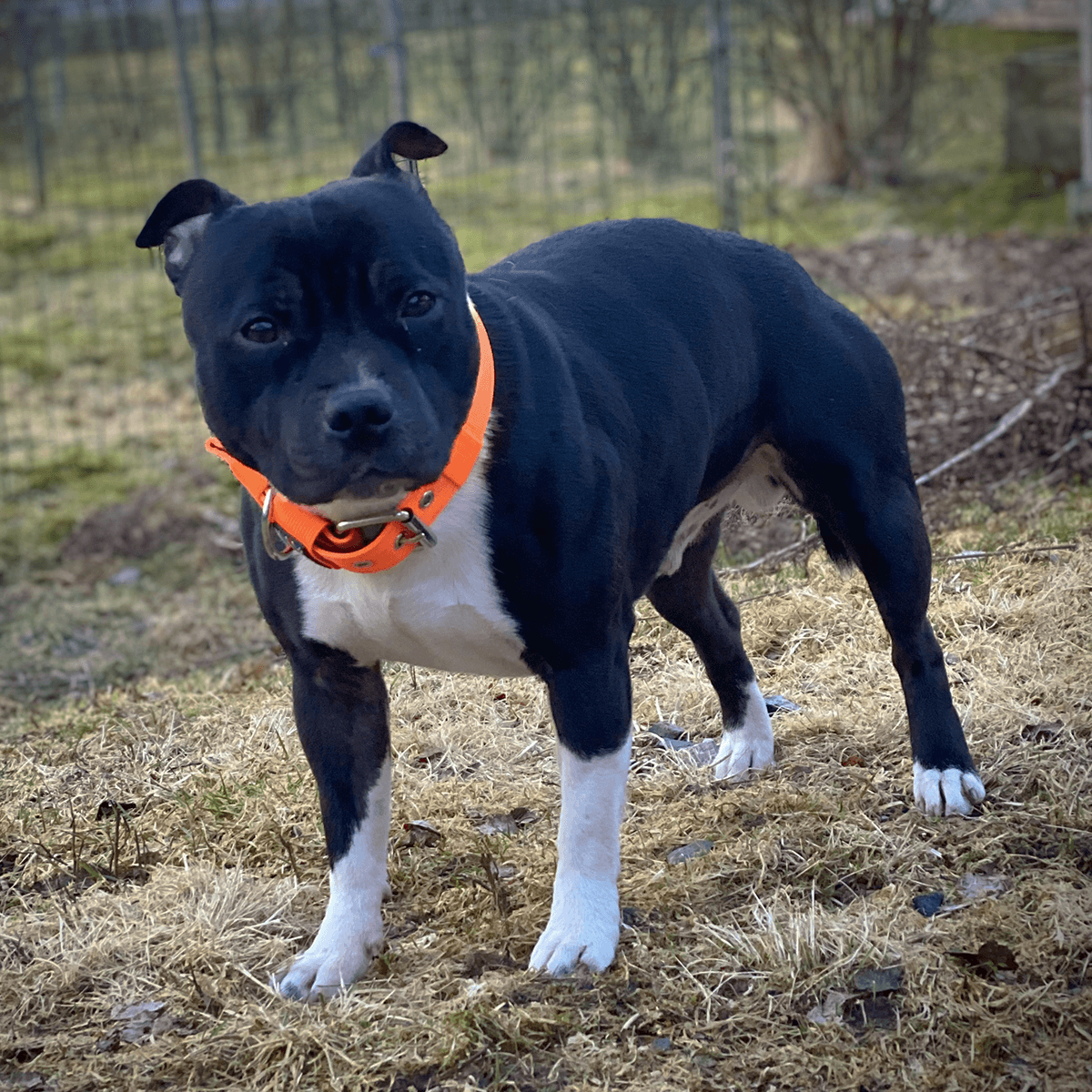 Padded Nylon Collar Staffordshire Bull Terrier®