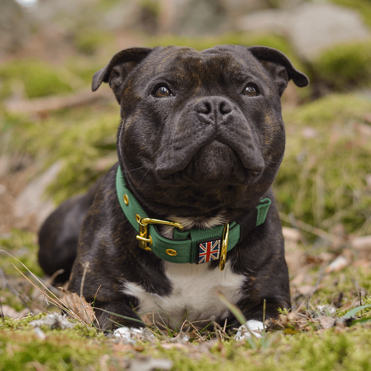 Padded Nylon Collar Staffordshire Bull Terrier 1935®