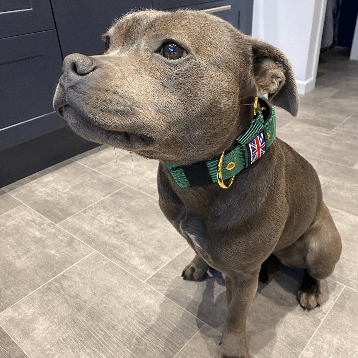 Padded Nylon Collar Staffordshire Bull Terrier 1935®