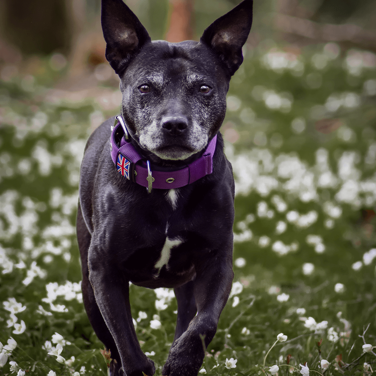 Padded Nylon Collar Staffordshire Bull Terrier 1935®