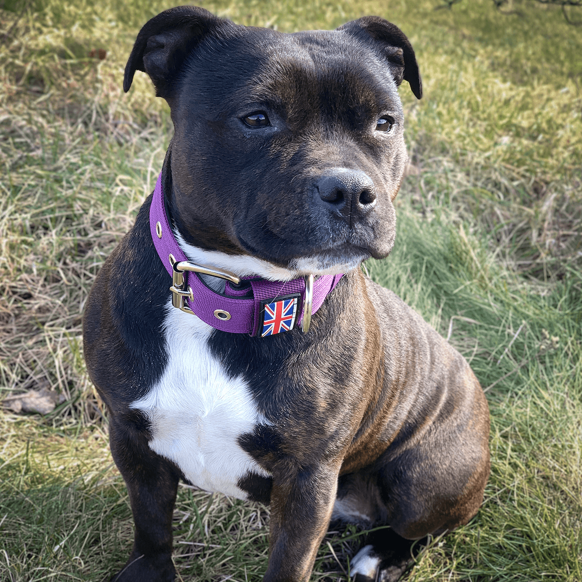 Padded Nylon Collar Staffordshire Bull Terrier 1935®