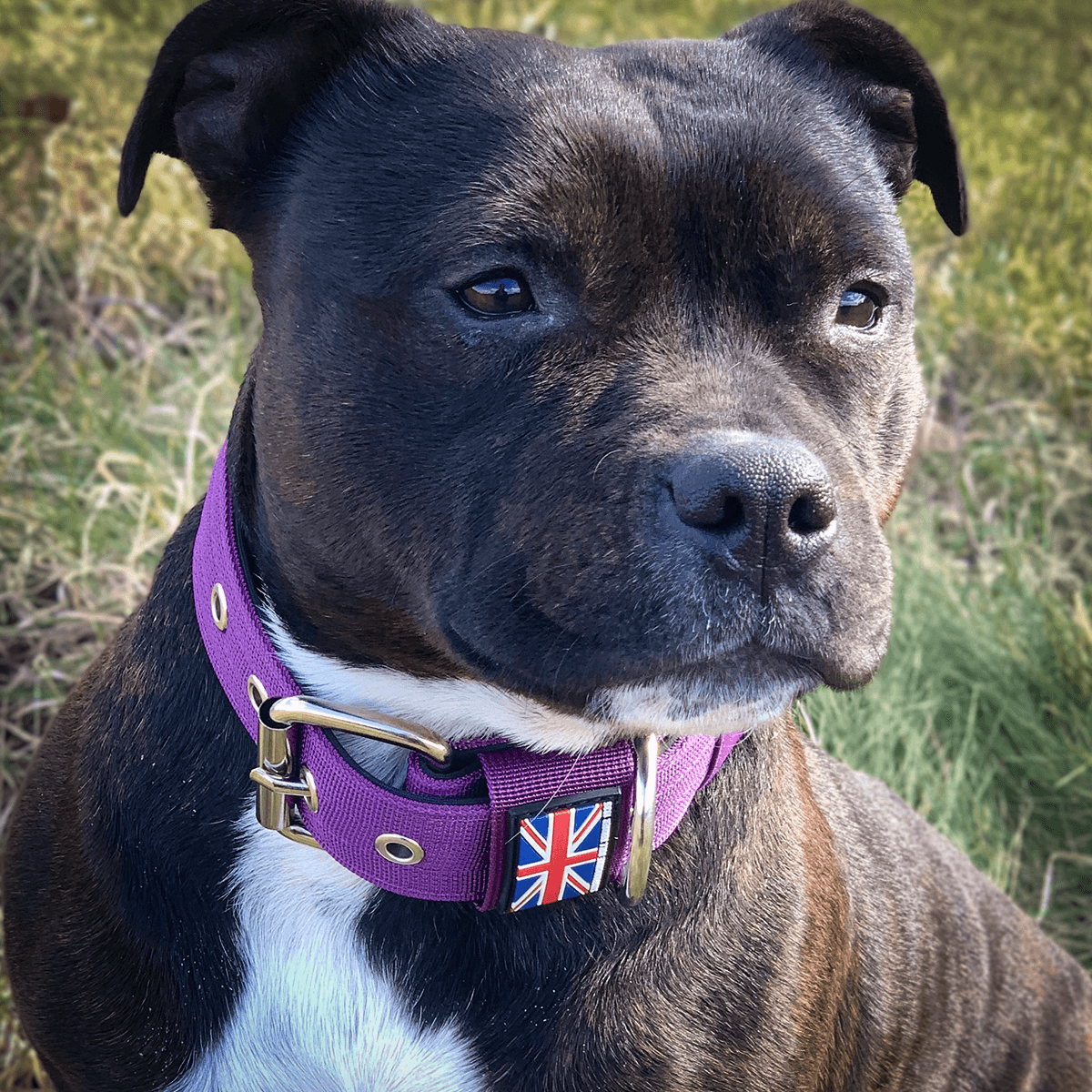 Padded Nylon Collar Staffordshire Bull Terrier 1935®