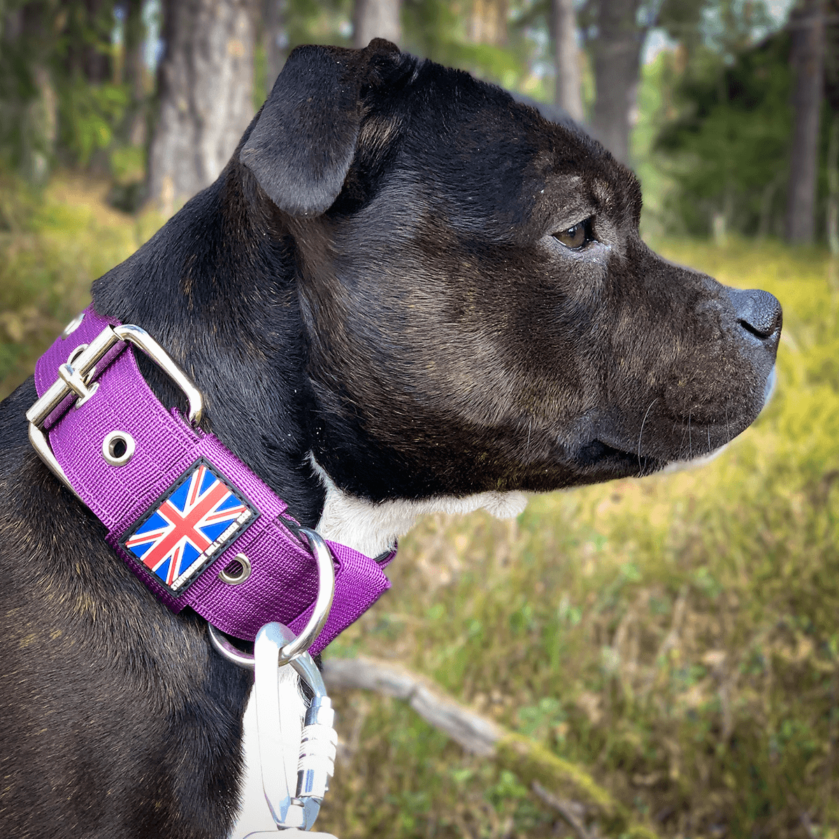 Padded Nylon Collar Staffordshire Bull Terrier 1935®