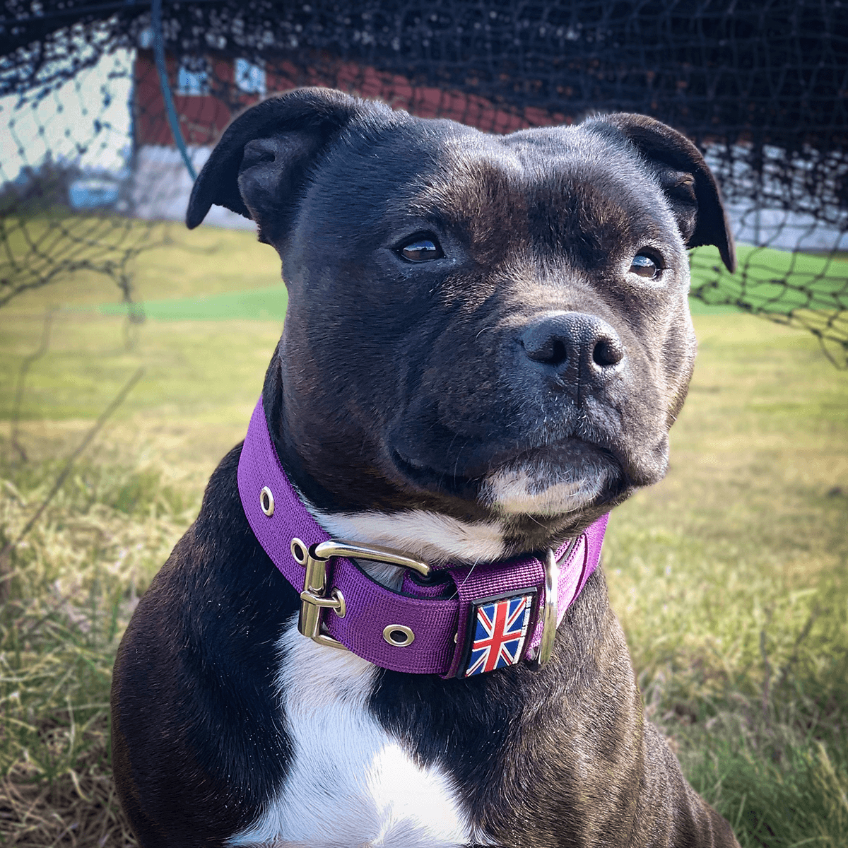 Padded Nylon Collar Staffordshire Bull Terrier 1935®