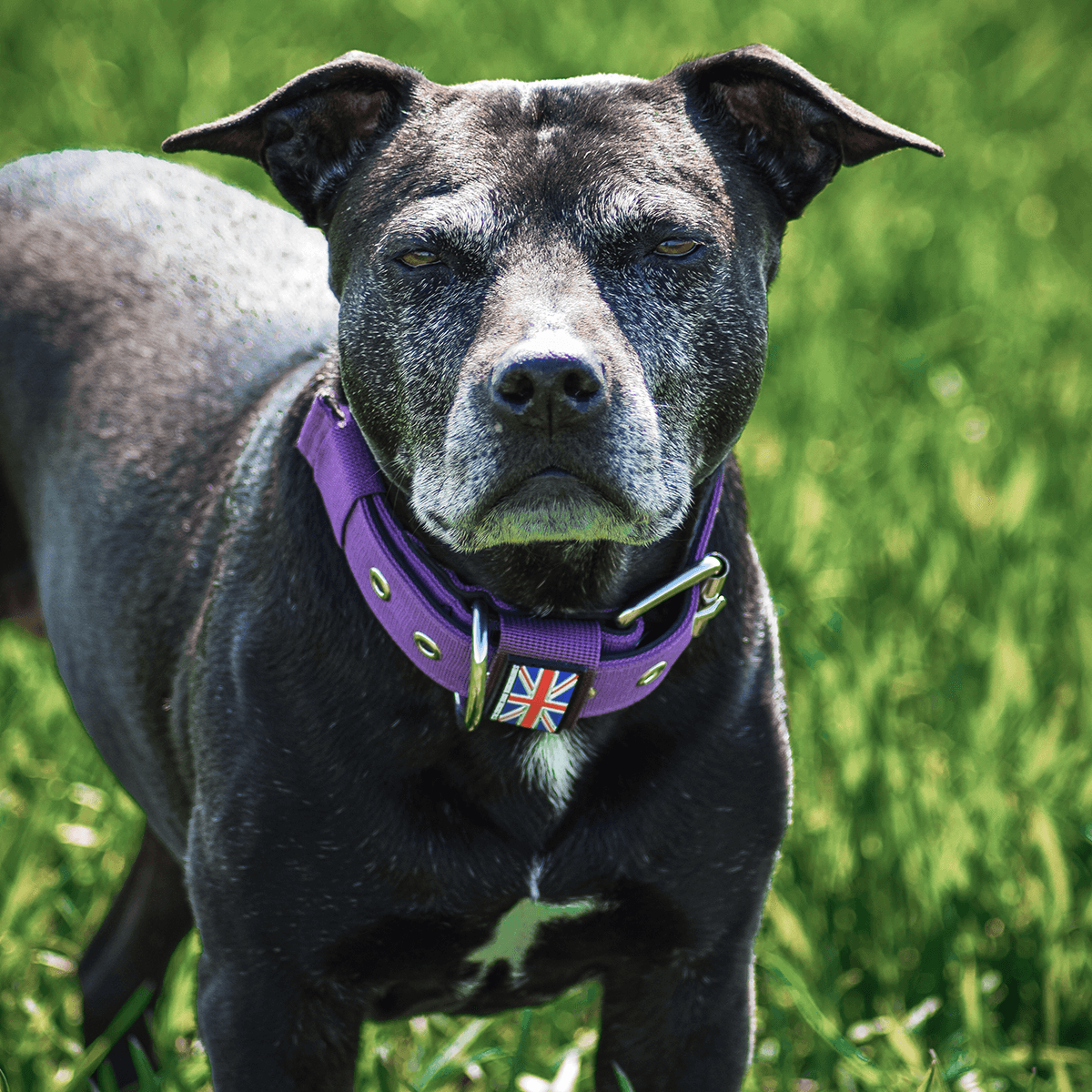 Padded Nylon Collar Staffordshire Bull Terrier 1935®