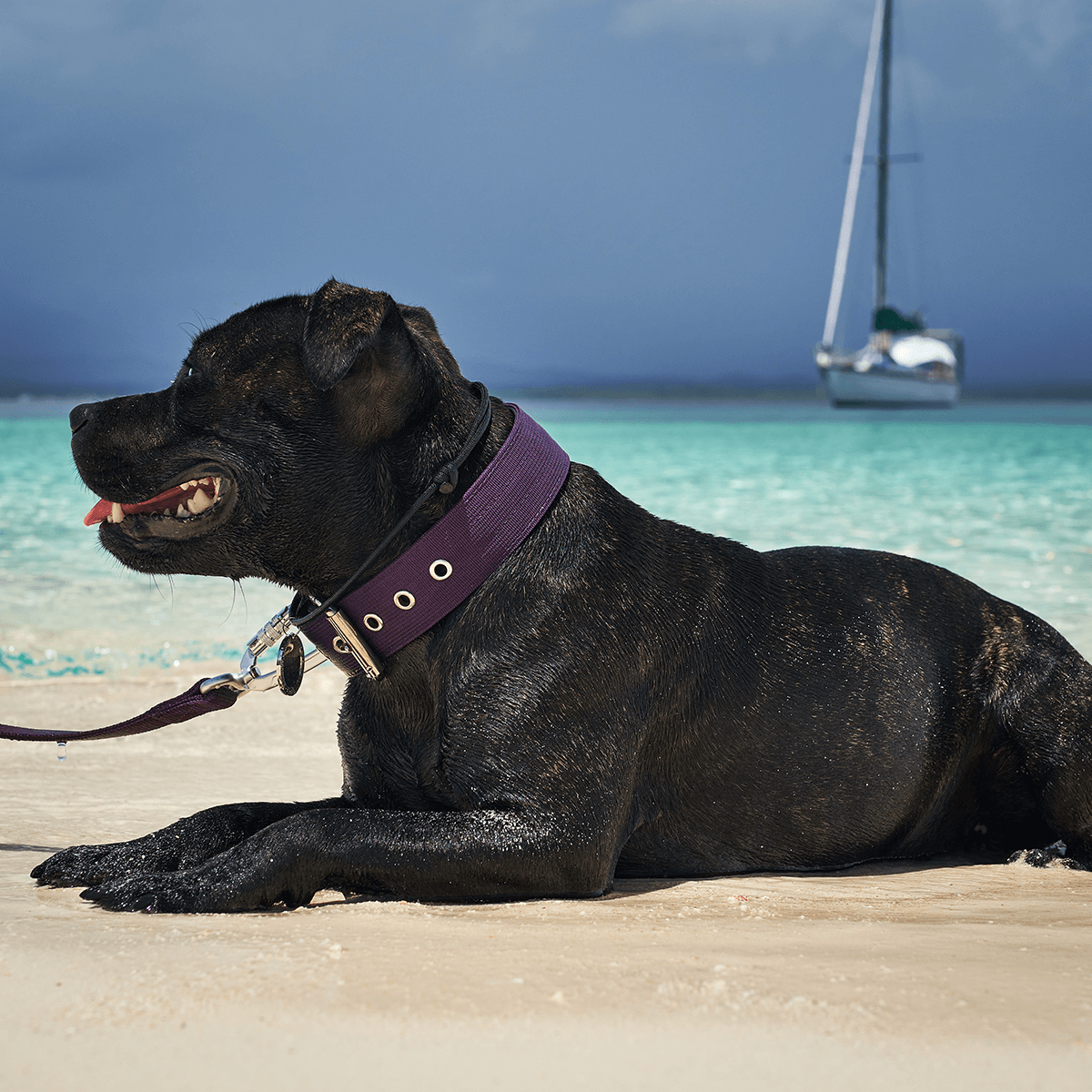 Padded Nylon Collar Staffordshire Bull Terrier 1935®