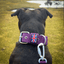 Staffordshire Bull Terrier 1935® Nylon Leash - Purple - Carabiner