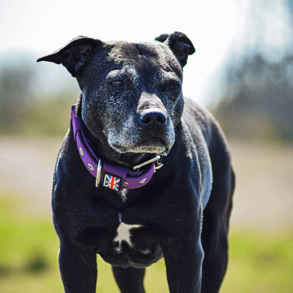 Padded Nylon Collar Staffordshire Bull Terrier 1935®