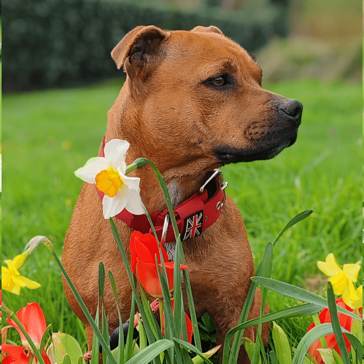 Padded Nylon Collar - Staffordshire Bull Terrier 1935®