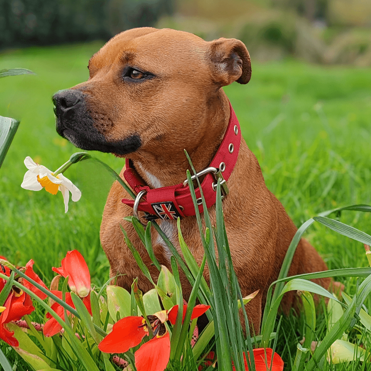 Padded Nylon Collar - Staffordshire Bull Terrier 1935®