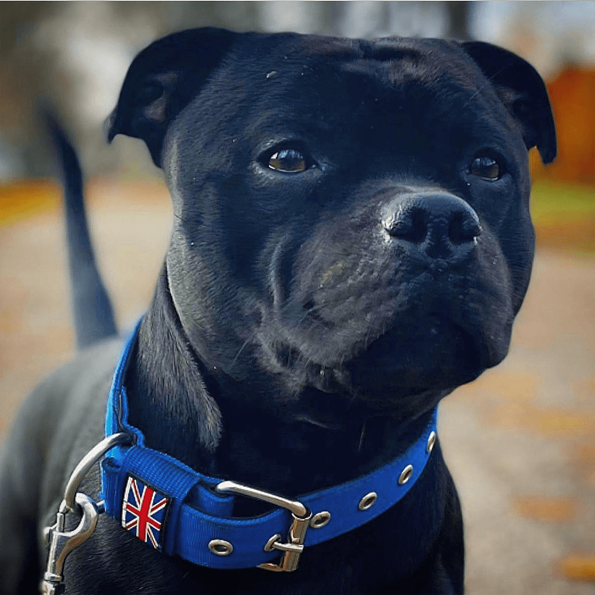 Staffordshire Bull Terrier 1935® Nylon Collar - Royal Blue