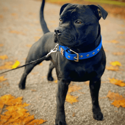 Staffordshire Bull Terrier 1935® Nylonhalsband - Blå