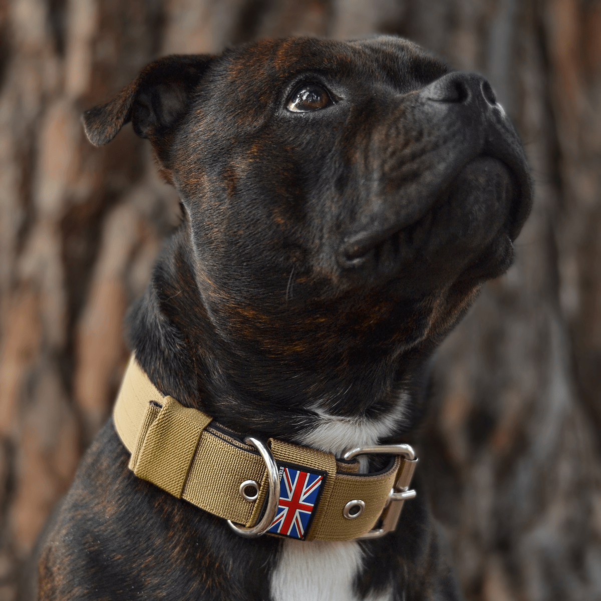 Padded Nylon Collar Staffordshire Bull Terrier 1935®