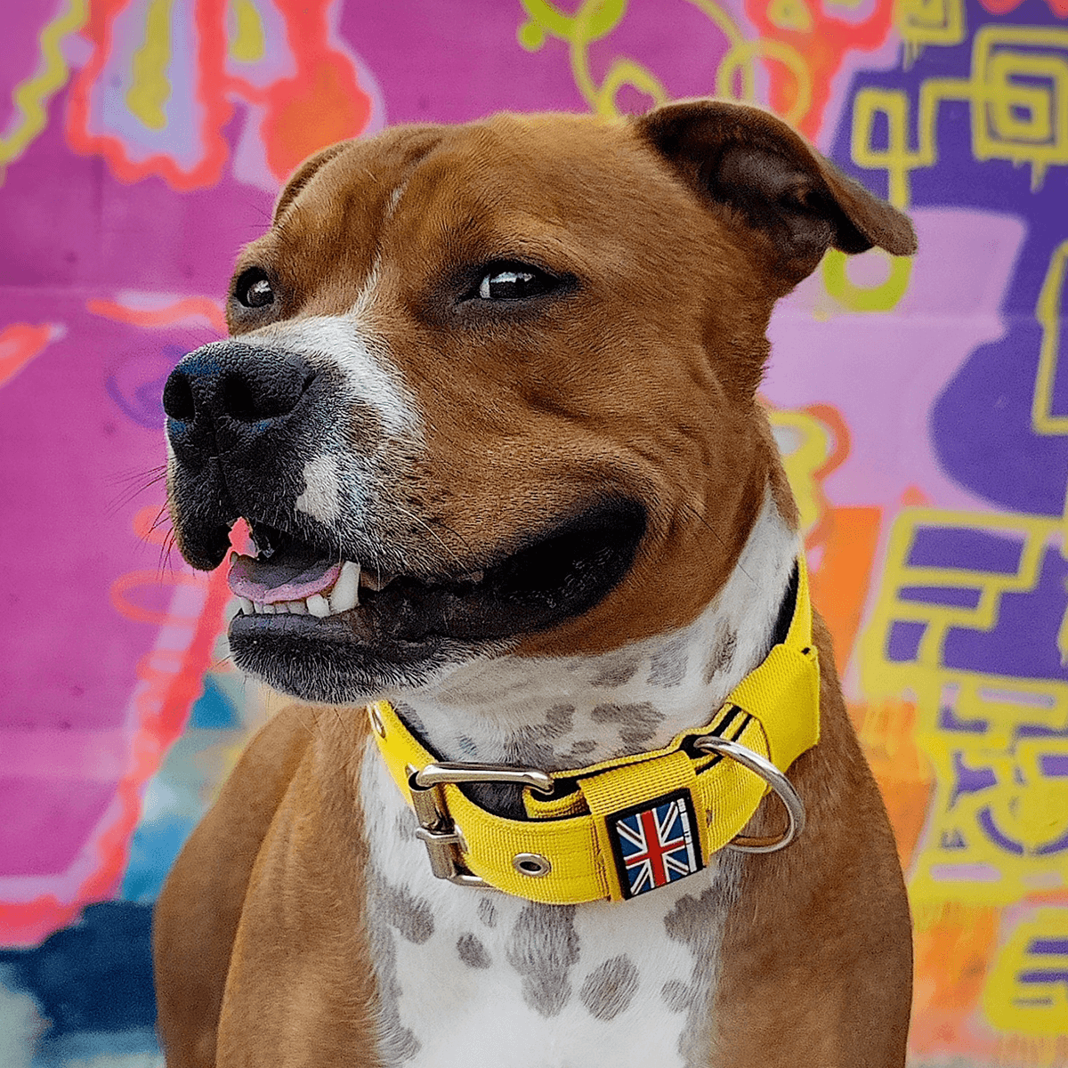 Padded Nylon Collar Staffordshire Bull Terrier®