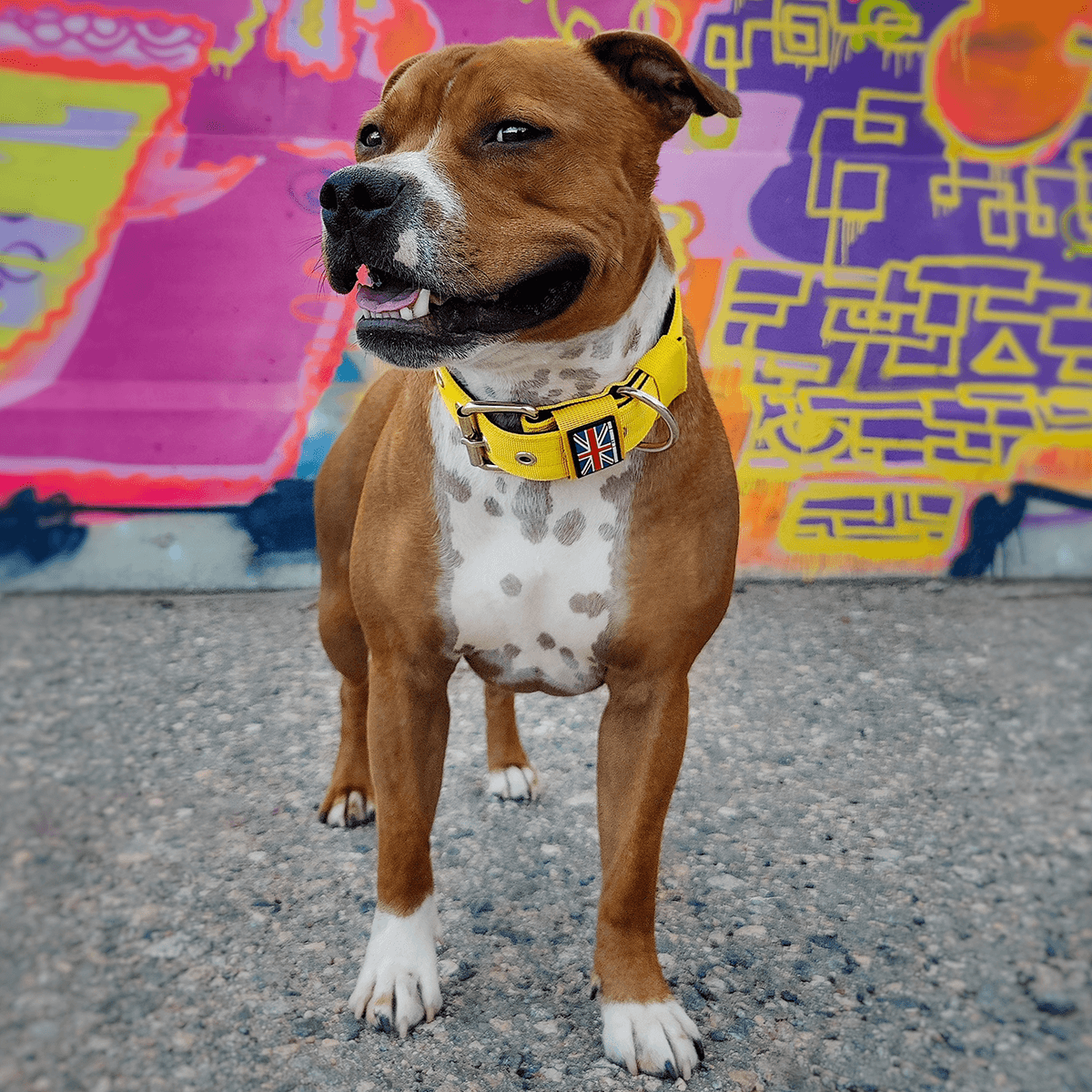 Padded Nylon Collar Staffordshire Bull Terrier®