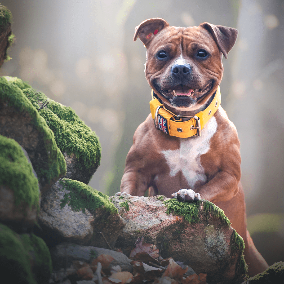 Padded Nylon Collar Staffordshire Bull Terrier®