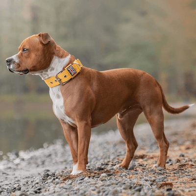 Padded Nylon Collar Staffordshire Bull Terrier®