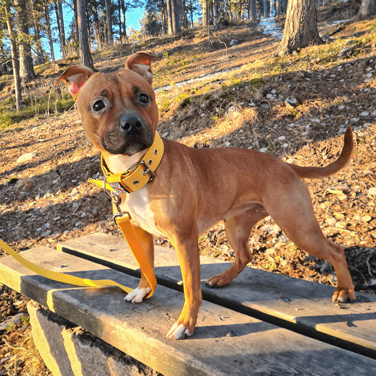 Padded Nylon Collar Staffordshire Bull Terrier®