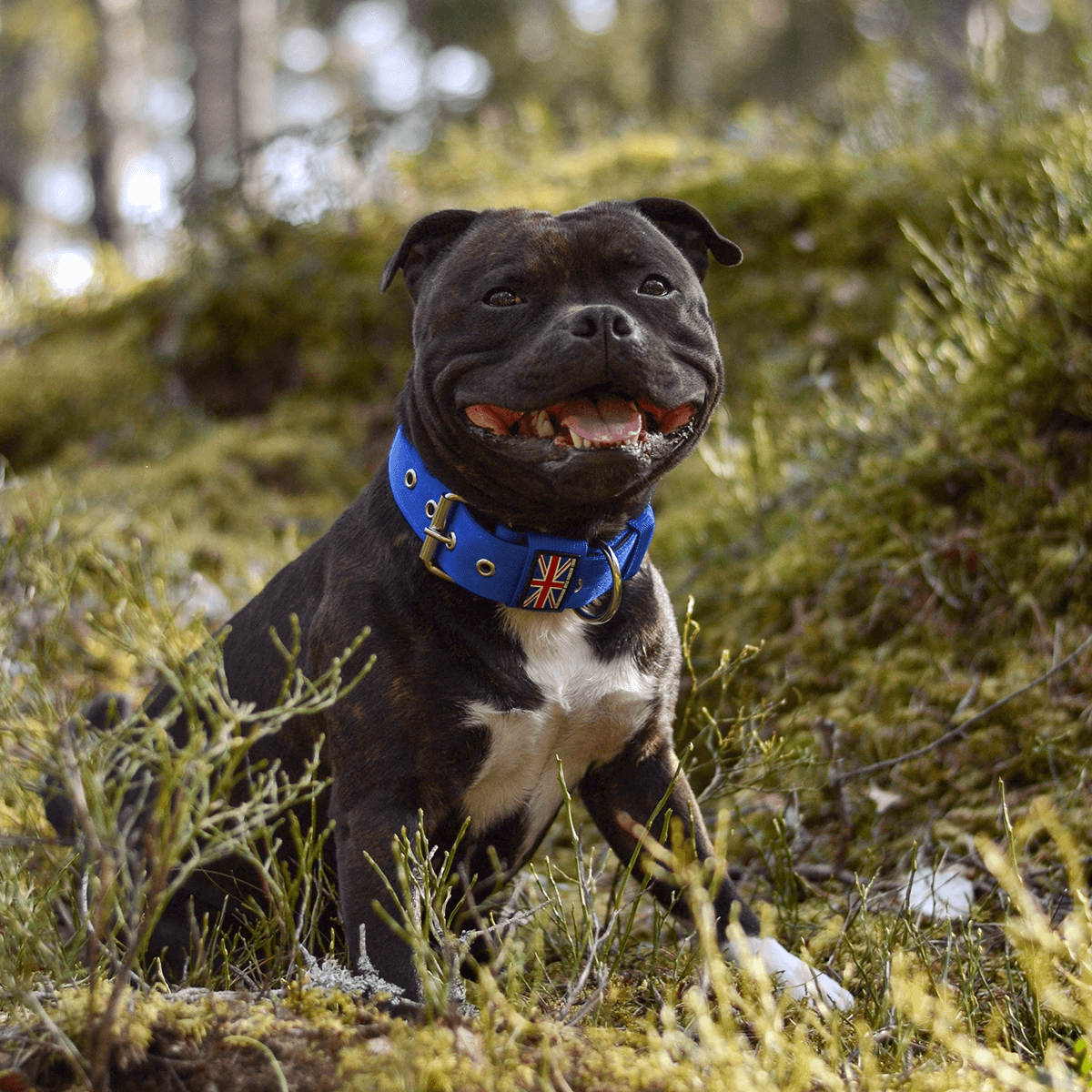 Padded Nylon Collar Staffordshire Bull Terrier 1935®