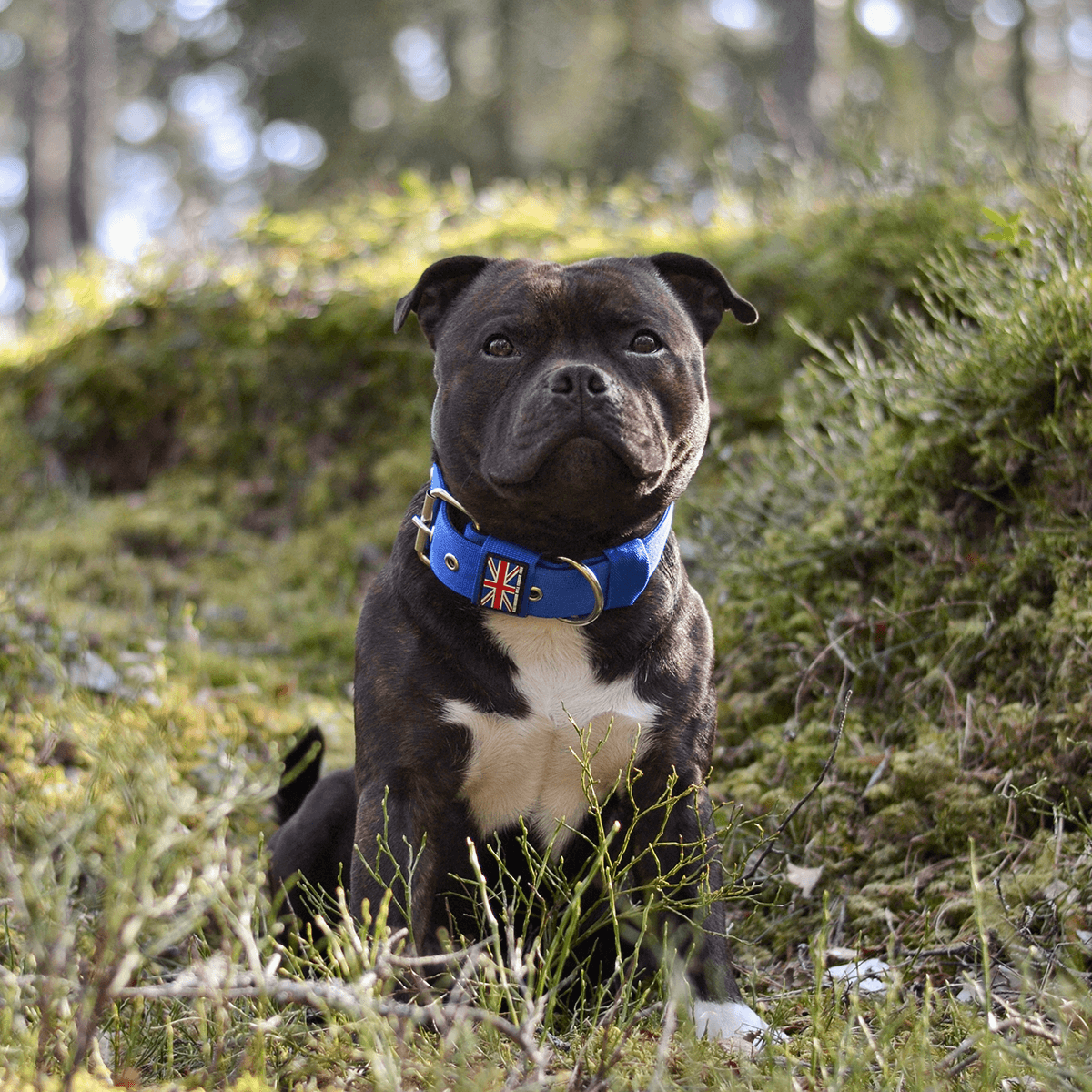 Padded Nylon Collar Staffordshire Bull Terrier 1935®