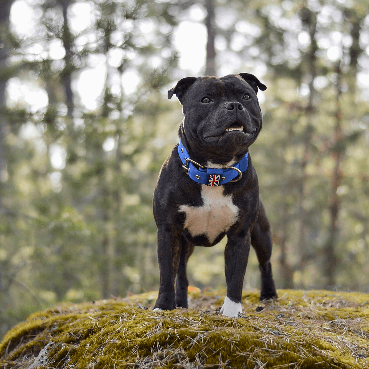 Padded Nylon Collar Staffordshire Bull Terrier 1935®