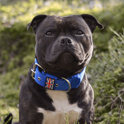 Padded Nylon Collar Staffordshire Bull Terrier 1935®