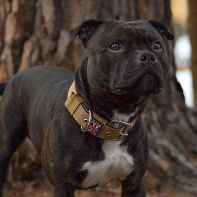 Padded Nylon Collar Staffordshire Bull Terrier 1935®