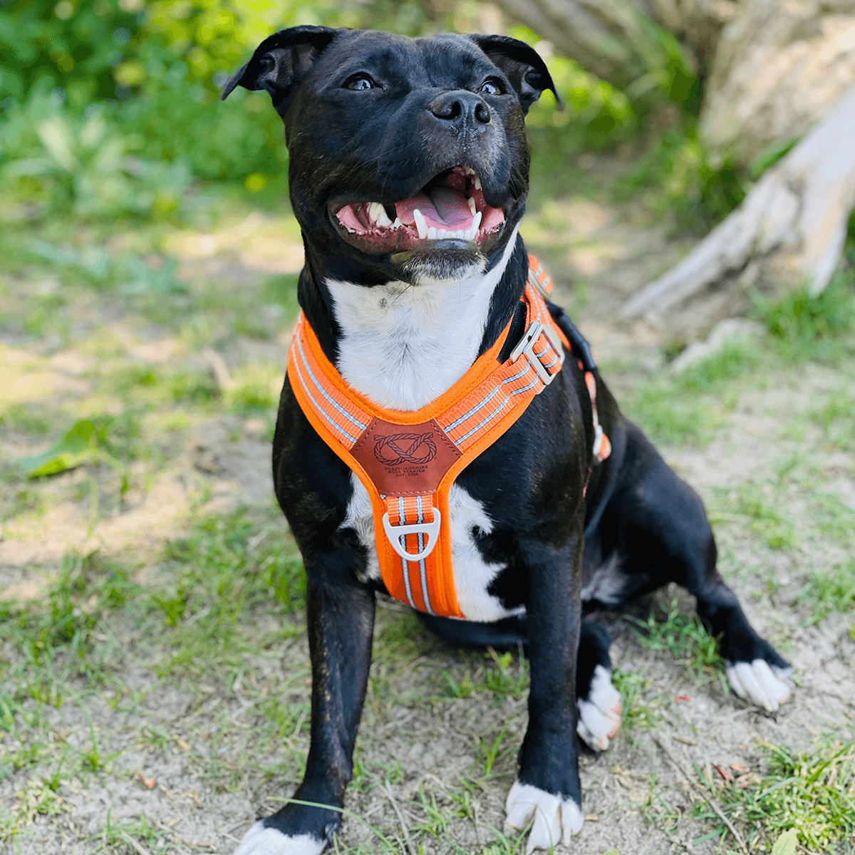 Harness Staffordshire Bull Terrier 1935®