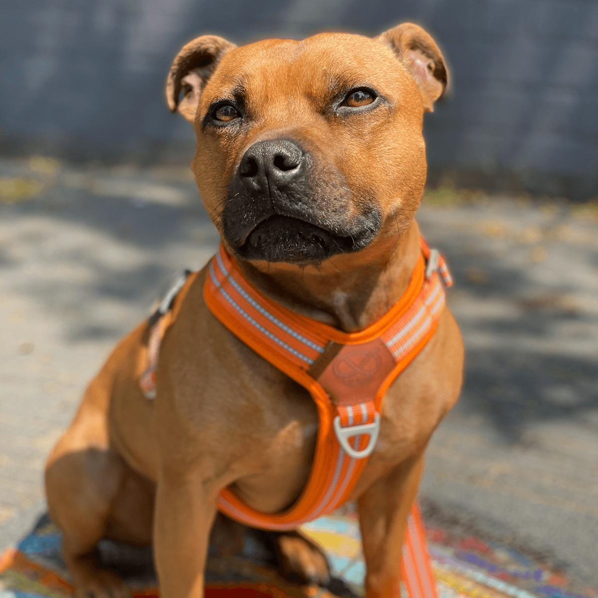 Harness Staffordshire Bull Terrier 1935®