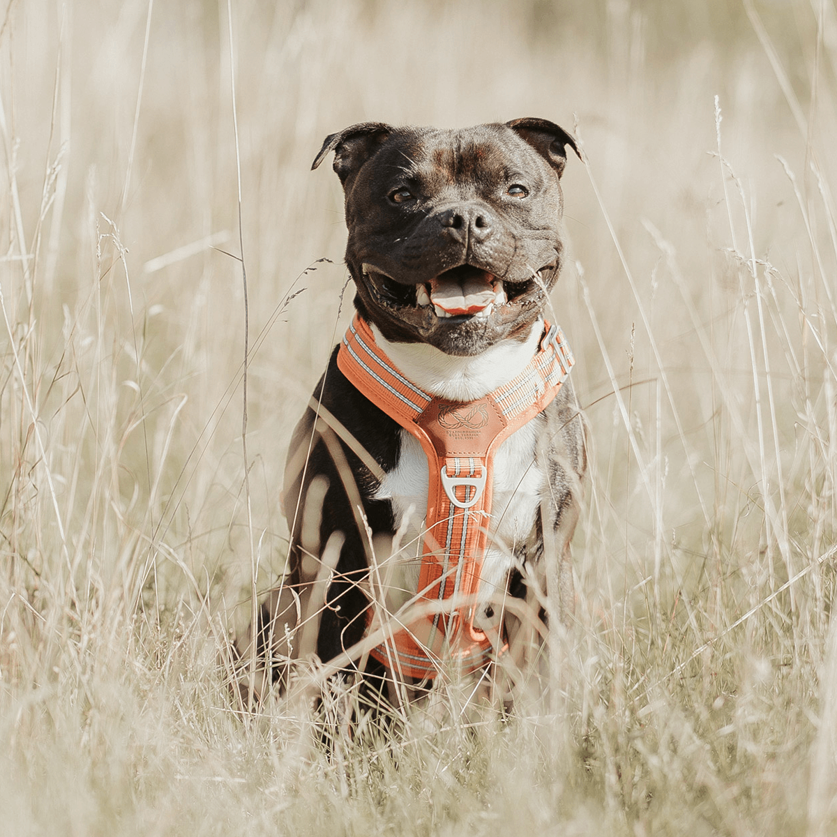 Harness Staffordshire Bull Terrier 1935®