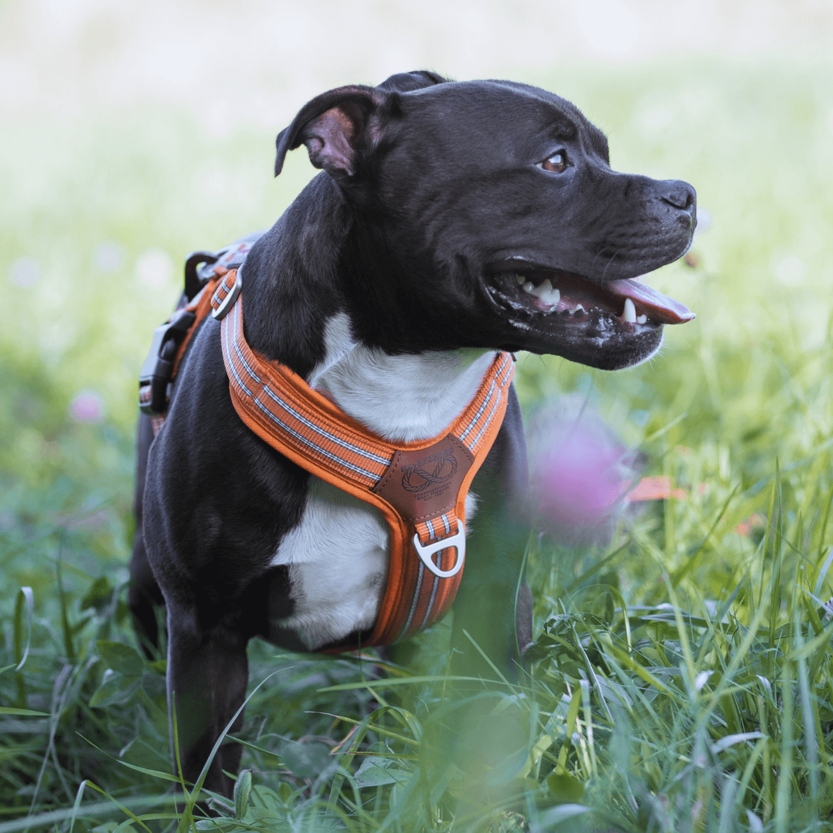 Harness Staffordshire Bull Terrier 1935®