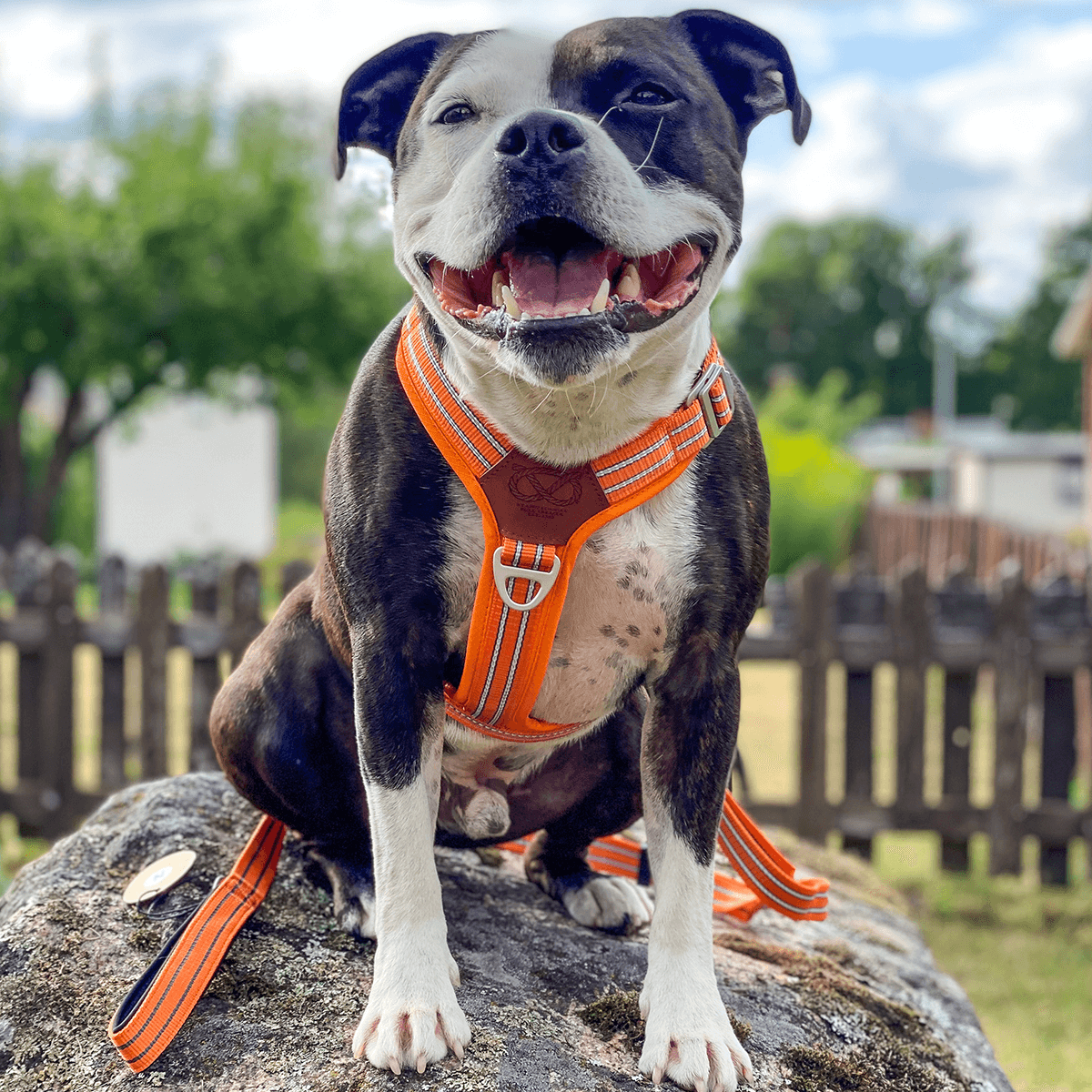 Harness Staffordshire Bull Terrier 1935®