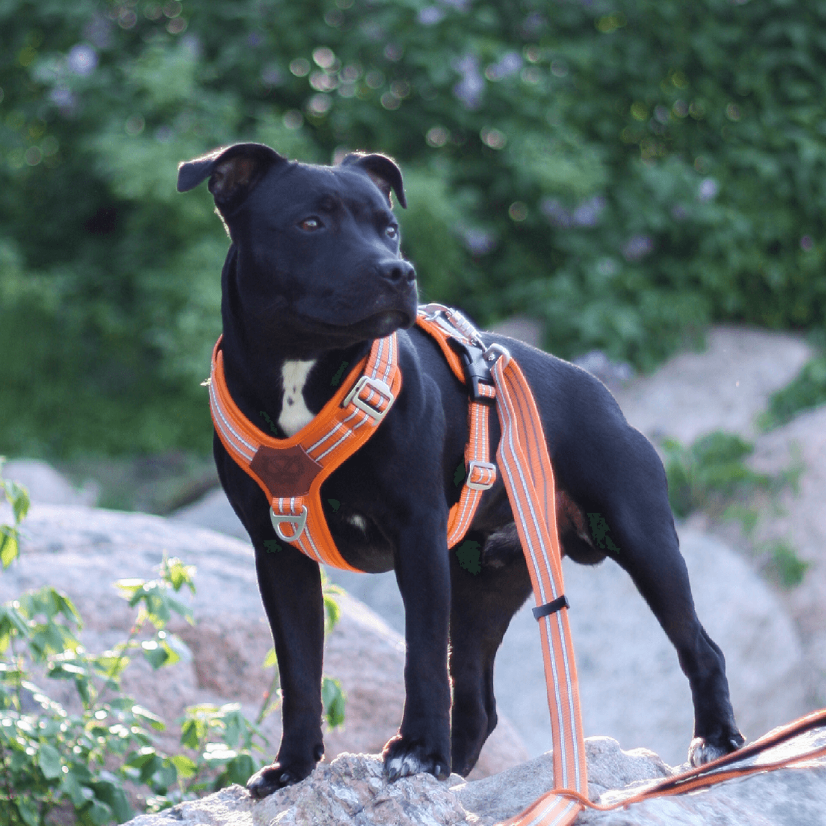 Harness Staffordshire Bull Terrier 1935®