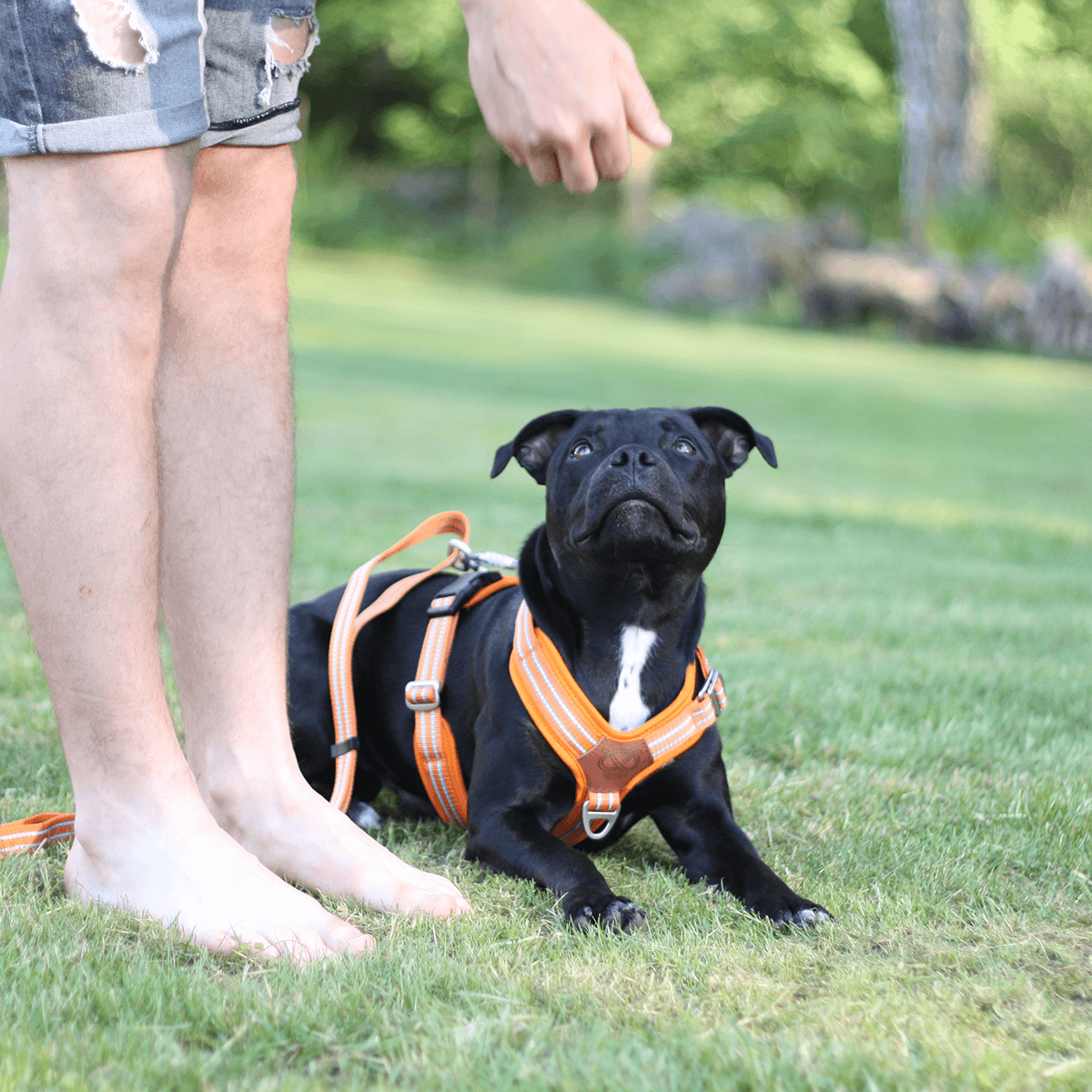 Harness Staffordshire Bull Terrier 1935®