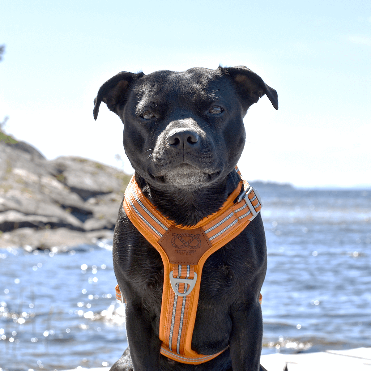 Harness Staffordshire Bull Terrier 1935®