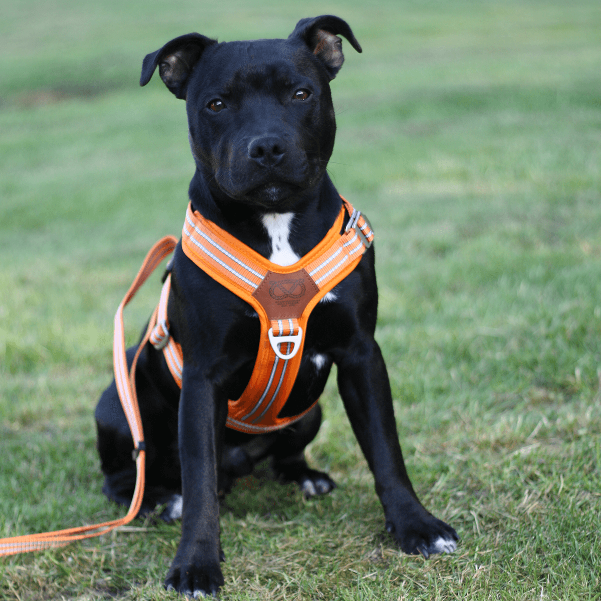 Harness Staffordshire Bull Terrier 1935®