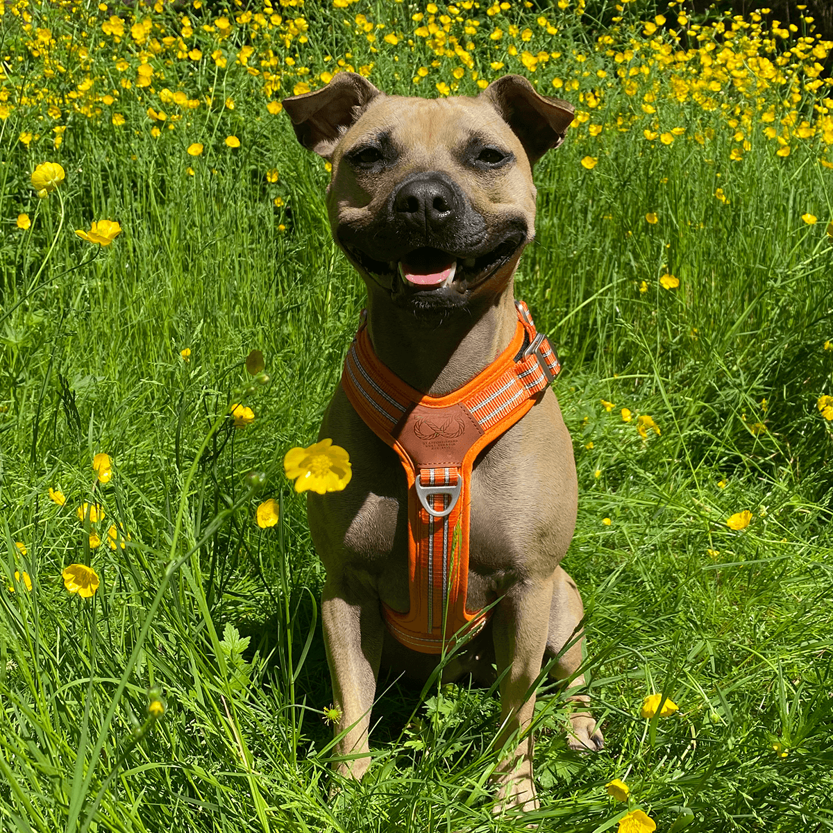 Harness Staffordshire Bull Terrier 1935®