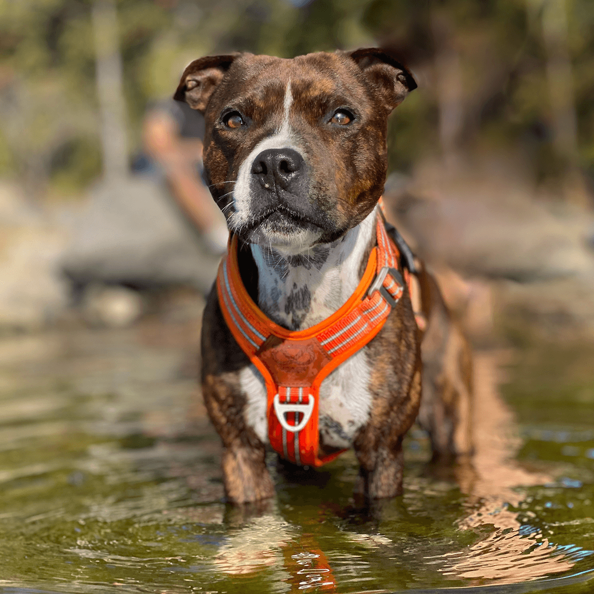 Harness Staffordshire Bull Terrier 1935®