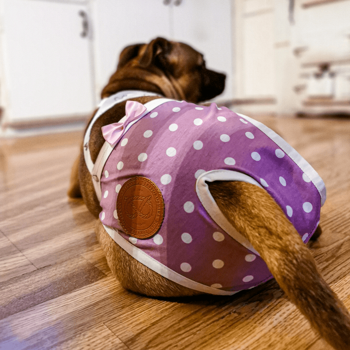 Staffordshire Bull Terrier 1935® Hygiene Panties with Suspenders - Daisy