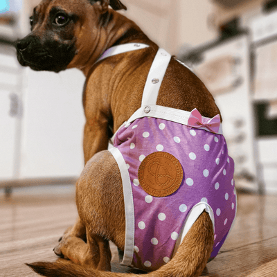 Staffordshire Bull Terrier 1935® Culotte Hygiène - Daisy